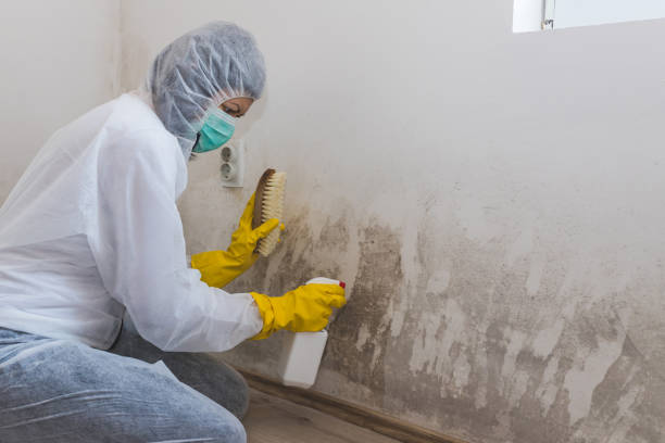 Mold Documentation for Insurance Claims in Cherry Valley, CA